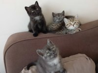YENİ YUVALARINA GİTMEYE HAZIR KEDİLER