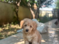 Yuva arıyoruz maltipoo köpeğimize