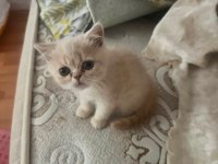 Yavru Ve Anne Kedimiz Eşyaları İle Verilecek