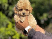 Maltipoo orijinal yavrularımız