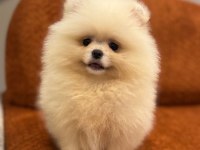 Sevimli Pomeranian köpeklerimiz