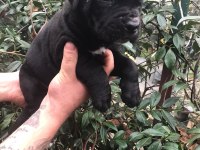 Siyah dev cane corso yavrularım