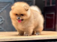 Mersin İçi Pomeranian Yavruları