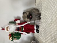 2 aylık dişi erkek pomeranian boo