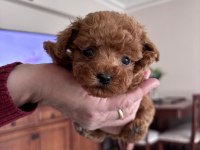 Efsane toy poodle yavrularımız