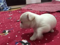 45 GUNLUK ŞİVAVA YAVRULAR YENİ YUVALARINA HAZIRLAR