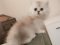 Zümrüt gözlü british longhair dişi