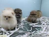 Ankaranın en güzel pomeranian boo yavruları