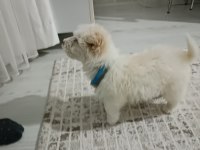 Yavru maltese terrier