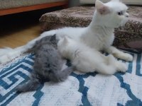 British longhair erkek yavrular