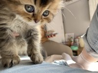 Yavru sahiplendirme scottish fold longhair