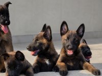 Kaliteli Kan Hattından Belçika Malinois Yavruları
