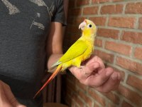 SUNCHECK BEBEK KONUR PAPAĞANI