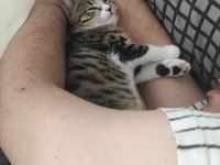 3 AYLIK YAVRU ANNESİZ KEDİYE YUVA ARIYORUZ