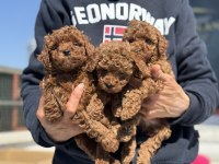 Ankarada ziyarete açık kore toy poodle yavrular