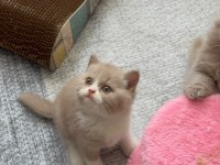 Sevimli Fawn Bicolor Bebek British Shorthair