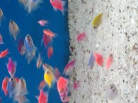 Transgenetik Tetra