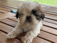 Shih-tzu 81 ile gönderim mevcuttur