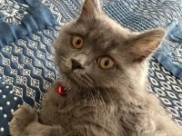 Uyguna dişi british longhair