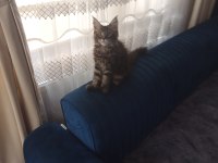 ORİJİNAL SAFKAN MAİNE COON BEBEKLER AİLEYE UYGUN