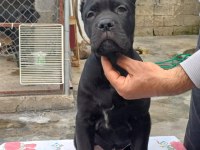 Mükemmel Kalitede FCI KIF A Clas Şecereli Cane Corso Yavru