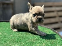 Teslim hazır İzabella+flufy carrier french bulldog yavrular