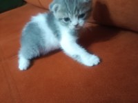 Scottish Fold Yavrularımız