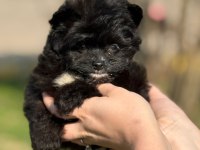POMERANİAN POODLE POMAPO YAVRUMUZ
