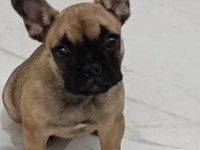 3 aylık french bulldog kızımız