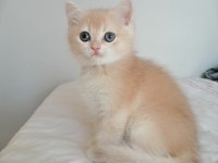 ŞAMPİYON ANNENİN PONÇİK BRİTİSH KIZLARI