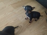 Pinscher yavru satılık aşıları tam