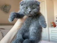 Top kafa ayıcık scottish fold yavrular