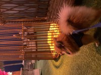1.5 yaşında erkek pomeranian