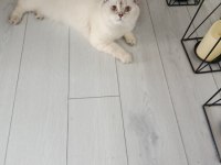 Kedimiz Lina yeni yuvasını arıyor