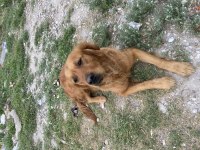 Çok akılı sevecen golden retriever