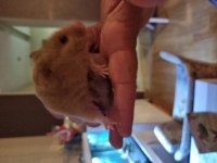 Hamsterlarımı ücretsiz sahiplendirmek istiyorum