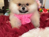 BAL GİBİ DIŞI POMERANİAN BOO