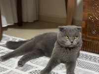 3 Yaşında Erkek British Shorthair