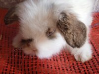 Teddy lop tavşanı yavrular mavi göz