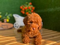 Referans Yavru Poodle