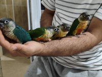 Bebek Konur Papağanı