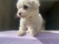 Sıfır numara maltese