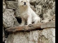 8 aylık dişi terrier