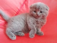 Scottish fold kızımız yuvasını arıyor