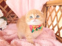 Scottish Fold Top Kafa Erkek