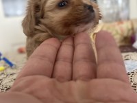 3 kg garantili Maltipoo bebekler
