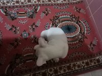 3 aylık french bulldog oğlumu sahiplendiriyorum