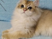 British longhair golden