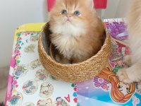 British Longhair by 11 erkek bebek safkan şecereli