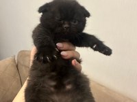 Siyah güzel scottish fold yavrumuz görüşülür